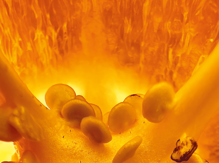 Снято на iPhone. Прекрасное ближе.